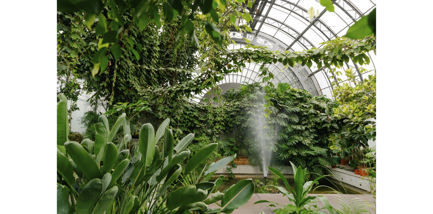 Eternal summer: the three best greenhouses in St. Petersburg