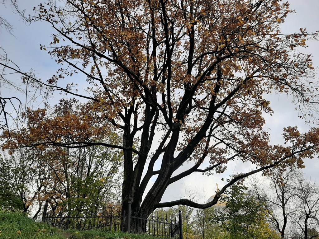 Дуб вице-адмирала С.О. Макарова