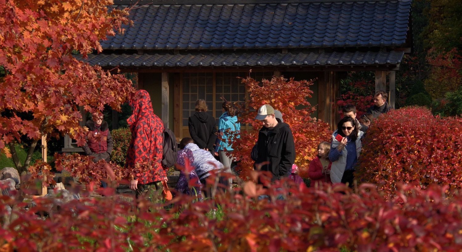 Багровая симфония осени: идём на свидание с алыми клёнами 